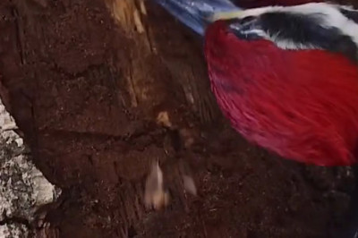 Mr. Woodpecker’s Secret Side Hustle (You Won’t Believe #3)