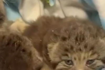 Pallas's Cat Cubs Finally Open Their Eyes—And Immediately Regret It