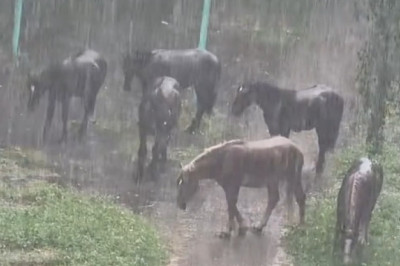 Wild Horses in the Rain: The Most Dramatic Weather Report Ever