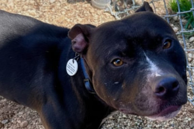 A Cruel Text Message Shattered This Shelter Dog’s Hope — Then a Viral Video Changed Everything