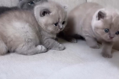 A Gray Cat’s Miracle: The Day She Trusted Us With Her Kittens