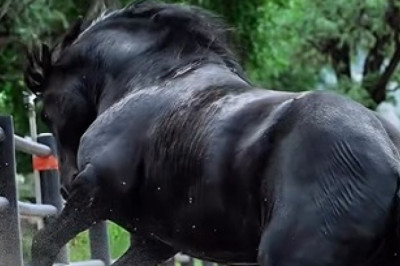 Black Horse Power: The Untamed Spirit That Saved a Family