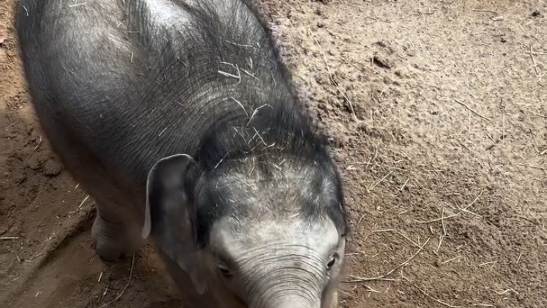 Step by Step: A Baby Elephant Takes Her First River Crossing