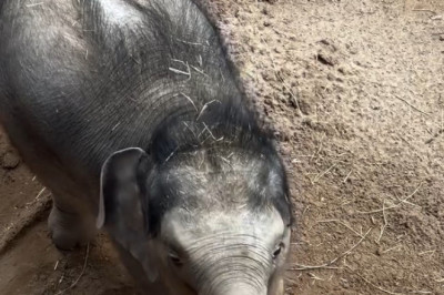 Step by Step: A Baby Elephant Takes Her First River Crossing