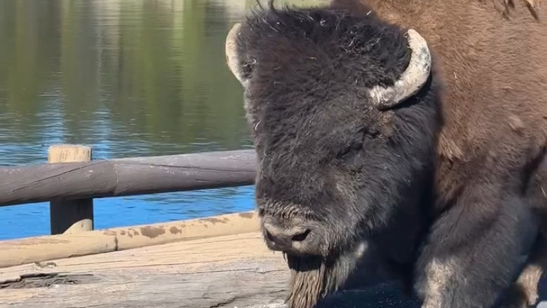 The Buffalo That Crossed the Bridge: A Quiet Encounter with the Wild