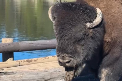 The Buffalo That Crossed the Bridge: A Quiet Encounter with the Wild