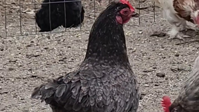 The Chicken Who Forgot How to Chicken: A Feathered Comedy