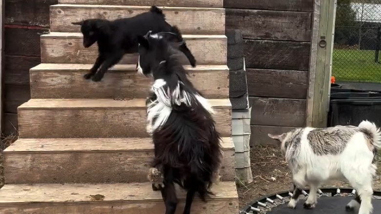 The Little Goat Who Got Back Up: A Tiny Stumble, a Gritty Spirit
