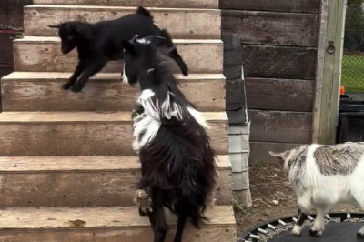 The Little Goat Who Got Back Up: A Tiny Stumble, a Gritty Spirit