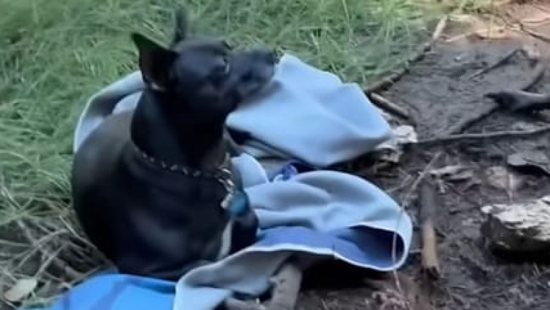 YouTuber Uses Camera Tripod as Leash to Rescue Lost Dog on Oregon Hike