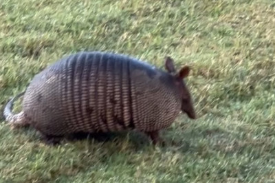 A Mother Armadillo’s Journey: Raising Young in the Wild