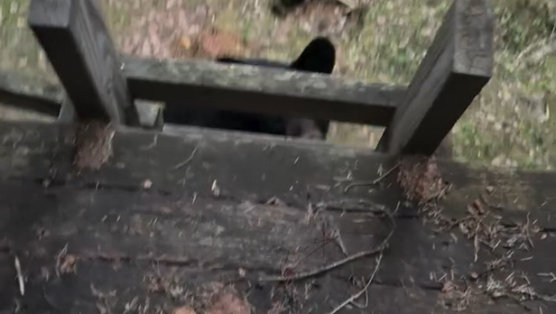 The Bear Who Checked In: A Cabin Intruder’s Surprising Visit