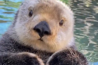 The Sea Otter Who Learned to Swim Again