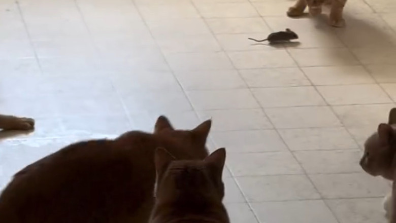 Brave Heart – A Mouse That Dared to Stand Near a Pack of Cats