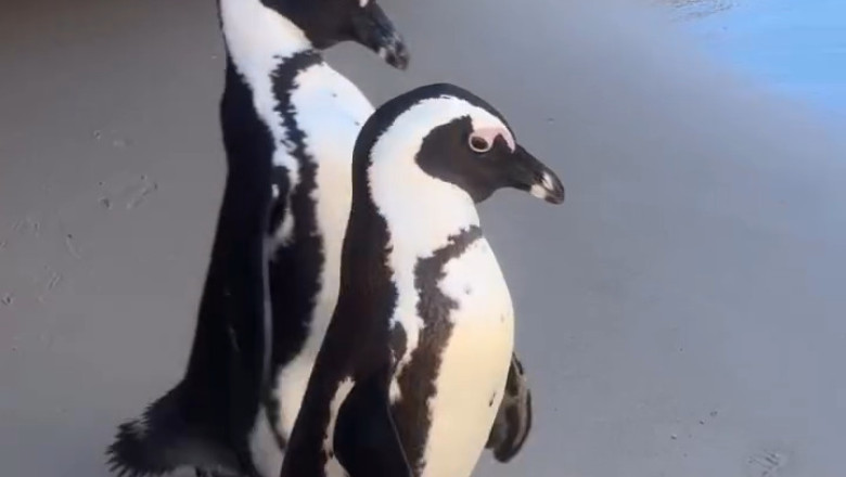Why Penguins Can’t Stand Still – The Motion They Need to Survive