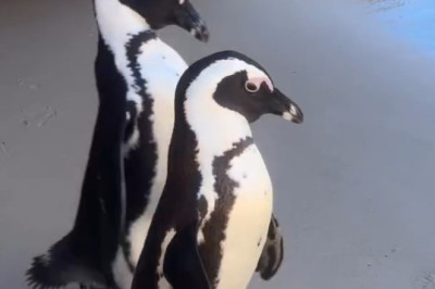 Why Penguins Can’t Stand Still – The Motion They Need to Survive
