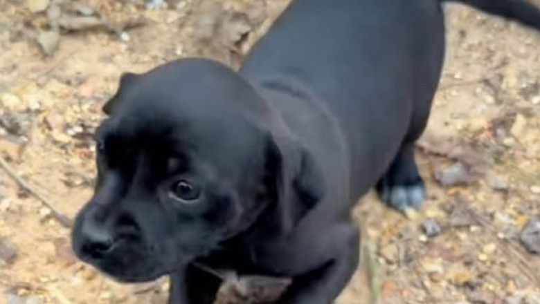 A Detour Into Destiny: Alabama Motorist Rescues Seven Abandoned Puppies on Way to Rescue Training