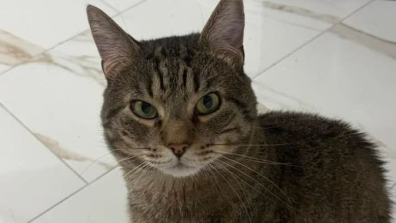 Cat Spent Years Locked in Birdcage, Rescued Just in Time in New Jersey
