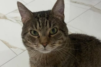 Cat Spent Years Locked in Birdcage, Rescued Just in Time in New Jersey