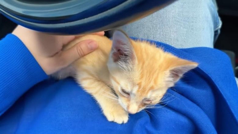 Rare Genetic Surprise: Woman Rescues Ginger Kitten, Discovers She's a One-in-Five Female