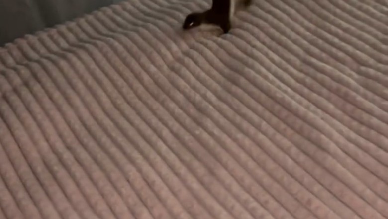 A Small Mongoose in a Bedroom: Unexpected Houseguest Chaos!