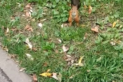 Squirrel in a Garden: Hilarious Acrobatics &amp; Nut-Hiding Fails