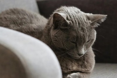 To Shave or Not to Shave a Cat? Expert Veterinarian Advice on Cat Grooming, Mats &amp; Shedding