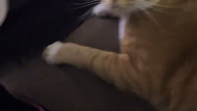 World's Quietest Cat Only Speaks Through Side-Eye