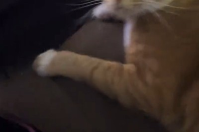 World's Quietest Cat Only Speaks Through Side-Eye