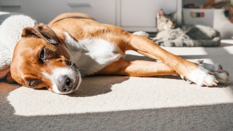 Scorching Heat Can Kill Your Pet — Here’s How to Save Them