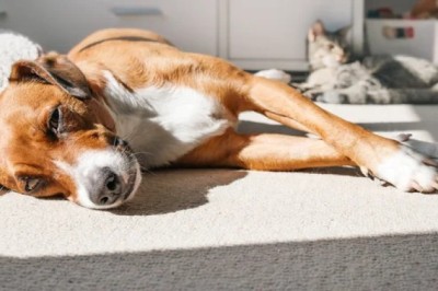 Scorching Heat Can Kill Your Pet — Here’s How to Save Them