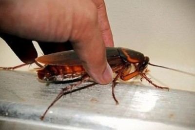 The Great Cockroach Mystery: Why They Vanished in the 2000s and Are Now Quietly Returning