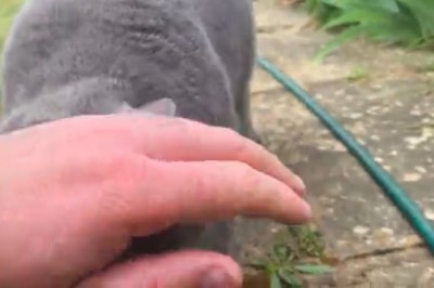 This Cute Cat Tried to Be Sneaky – Epic Fail