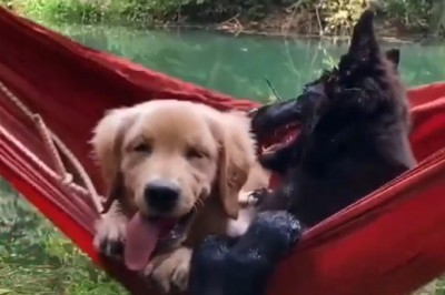 Two Dogs Rolling Like Grandpas After Sunday Lunch