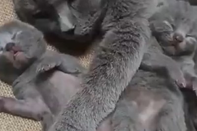 Grumpy Old Cat Meets Hyper Kitten – "I'm Too Old for This"