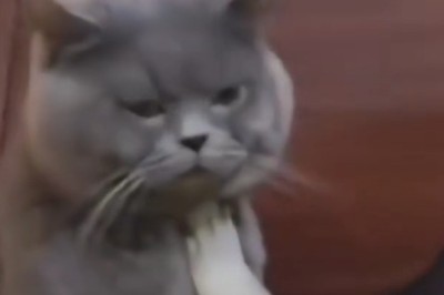 Bouncer cat says "you’re not on the list"