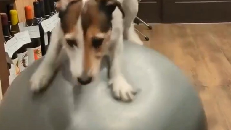 This dog thinks he’s in the circus… the ball disagrees