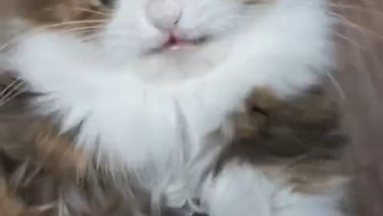 This kitten tried to be a ninja… failed hilariously