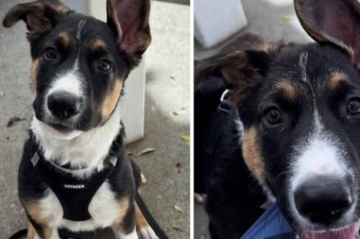 Meet Tidus: The Adorable Puppy Ready to Transform Your Life!