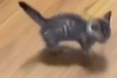 Tiny Paws, Big Moves: The Cutest Kitten Dance Party!