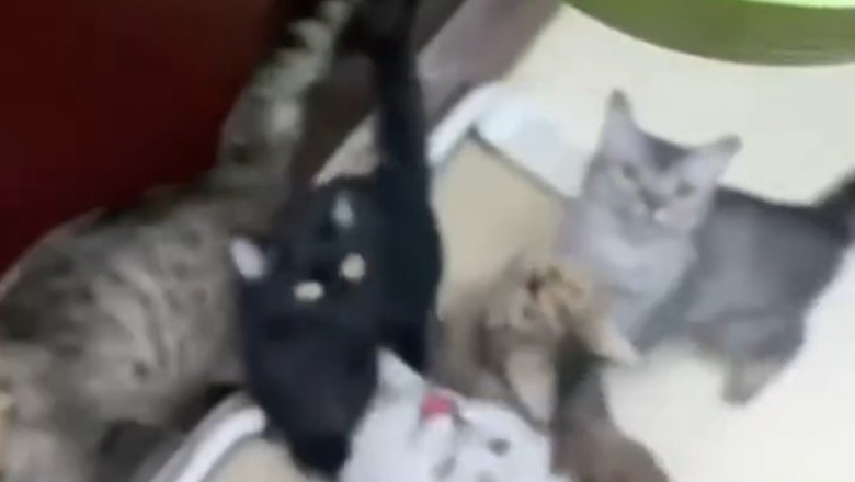 Cats at Dinner Time: Chaos, Judgment, and One Very Dramatic Flop 🍽️