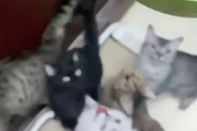 Cats at Dinner Time: Chaos, Judgment, and One Very Dramatic Flop 🍽️
