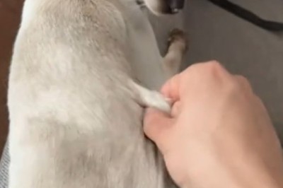 This Cat Won the War — And the Dog Didn’t Even See It Coming