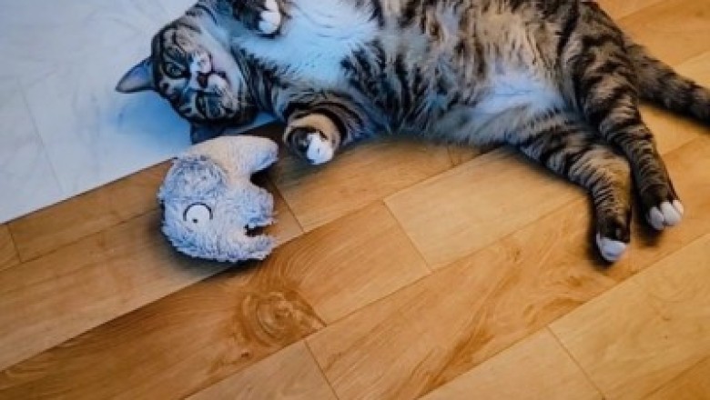 Adorable Cats Rocking Hijabs: The Cutest Fashion Show Ever!