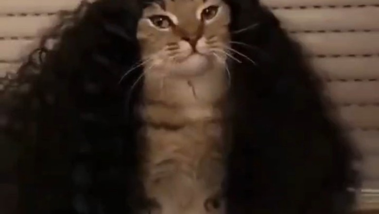 Hilarious Cat Sound Compilation