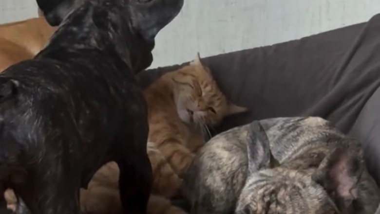 Relaxing Cats Sleeping | Adorable Feline Naps Compilation
