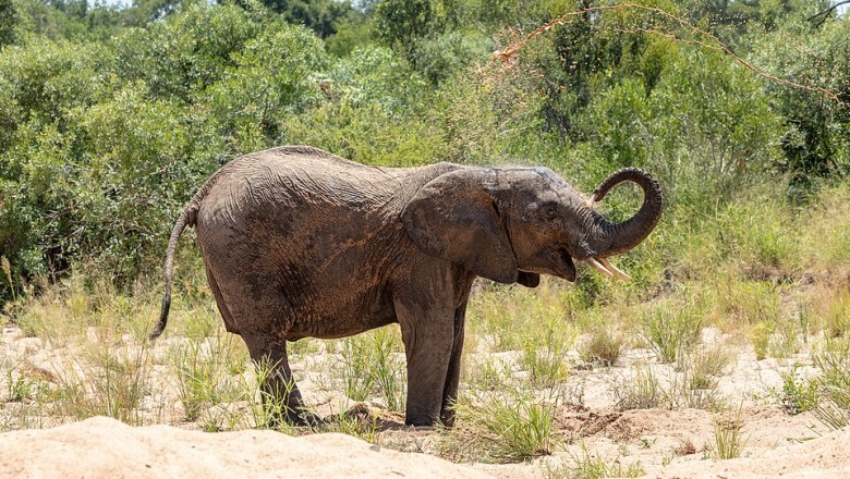 The Viral Elephant: How a Photograph from Kruger’s Dry Riverbed Captured the World’s Attention