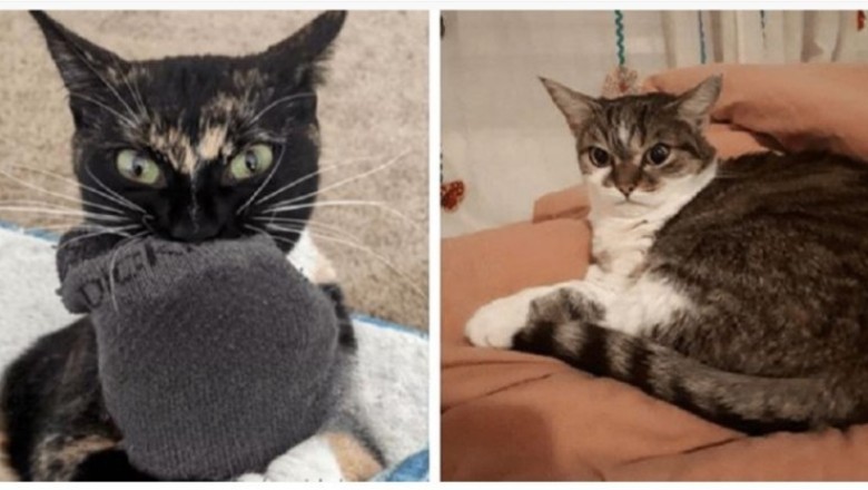 Another Scrumpdillyicious Dump Of Hisstercial Cat Memes: World's Largest Collection of Feline Funnies!
