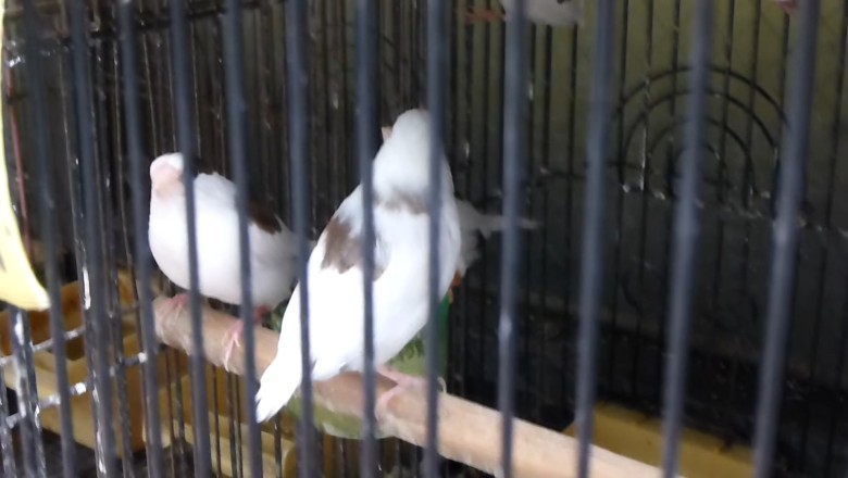 Bengalese Finches Chirping and Fluttering 🐦