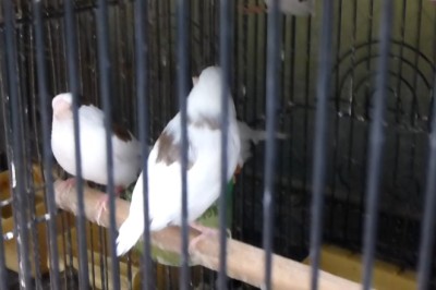 Bengalese Finches Chirping and Fluttering 🐦